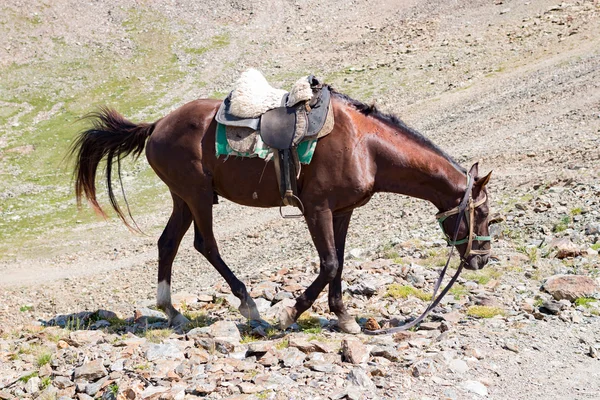 Cavalo marrom andando sobre as rochas no outono — Fotografia de Stock