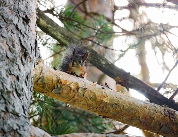 Braunes Eichhörnchen auf einem Kiefernzweig — Stockfoto