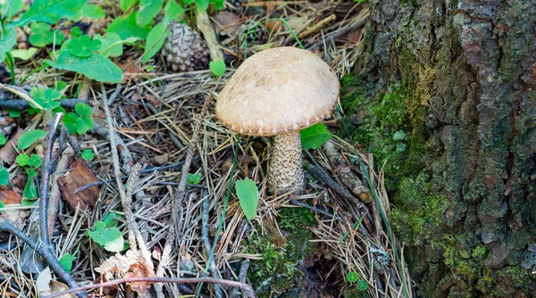 Cogumelo amarelo em madeira na floresta — Fotografia de Stock