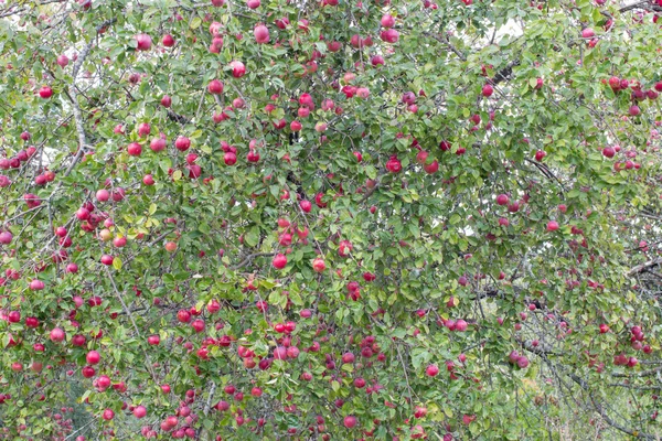 Pek çok kırmızı elma closeup ile ağacı