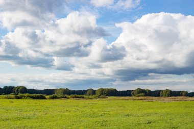Alan manzara orman ve gökyüzü