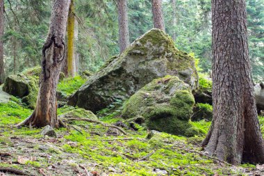 Yeşil orman yosun ağaçların akşam taşlar.