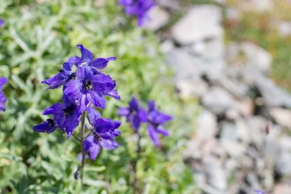 Işık mor çiçek closeup çim bir arka plan üzerinde
