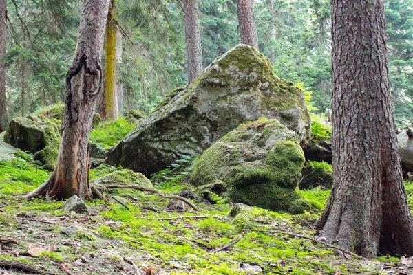 Yeşil orman yosun ağaçların akşam taşlar.