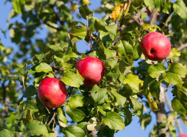 Şube closeup gökyüzü üzerinde üç kırmızı elma