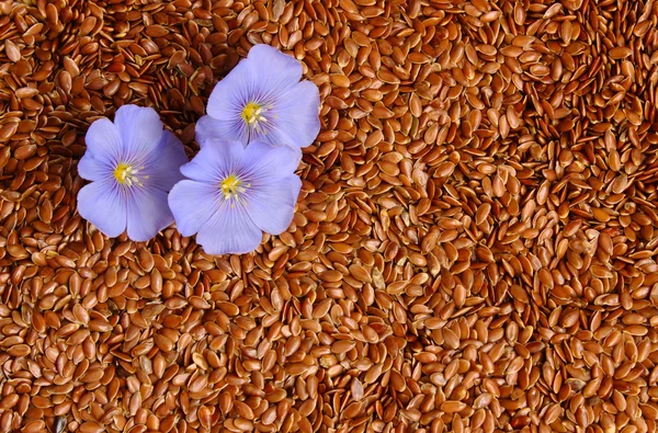 Placer semente de linho com flores — Fotografia de Stock