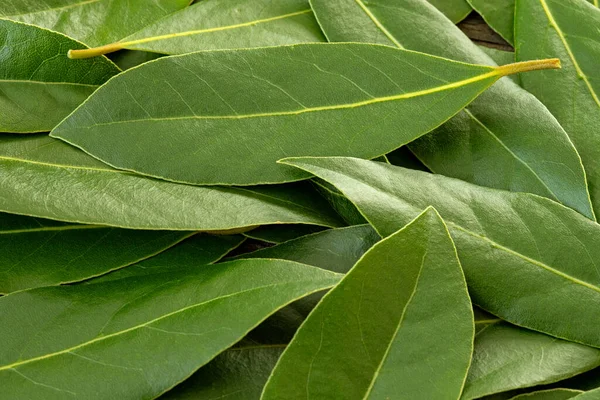 Fresh green bay leaf background