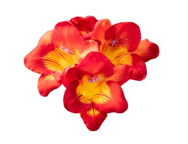 Beyaz arkaplandaki izole frezya çiçekleri