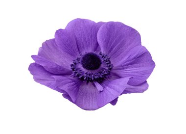 Anemone çiçeği beyaz arkaplanda izole edildi