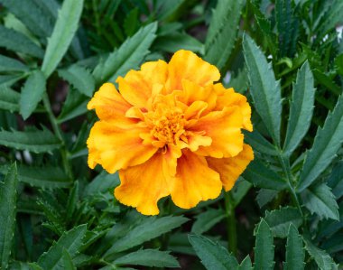 Yeşil yapraklı, turuncu-sarı bir çiçek. Kadife çiçeği