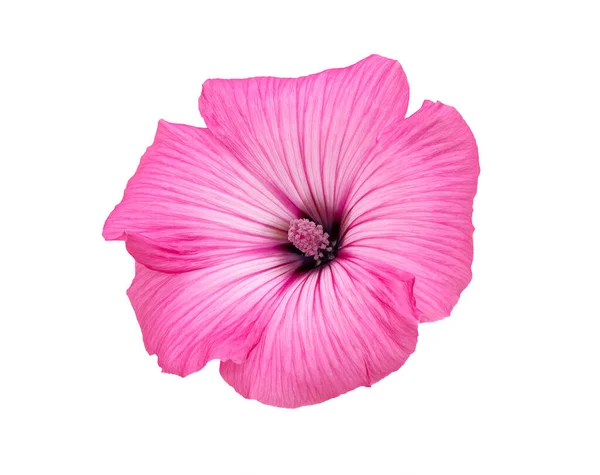 Isolated Pink Mallow Flower White Background — Stock Photo, Image