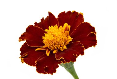 Beyaz arkaplanda kadife çiçeği