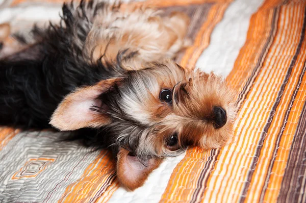 Puppy van de Terriër van Yorkshire Rechtenvrije Stockfoto's