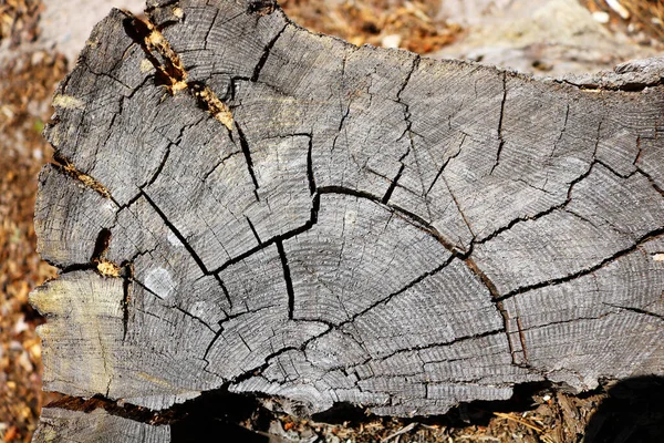 Cross section of the tree. Cracked tree stump