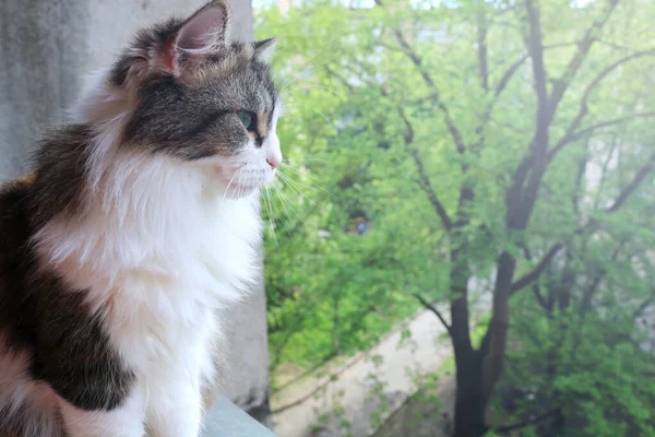 Beautiful fluffy cat sits on a windowsill against a background of bright green vegetation — Stock Photo, Image