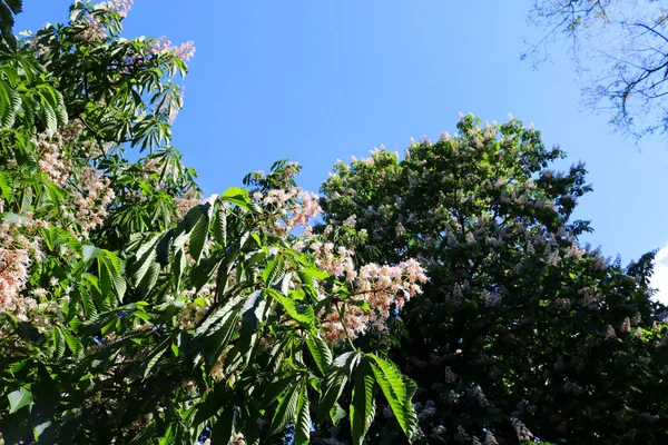 На фоне цветущих орехов, пышной зелени на фоне голубого неба — стоковое фото