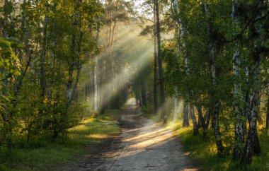 sabah ormanda bir yürüyüş