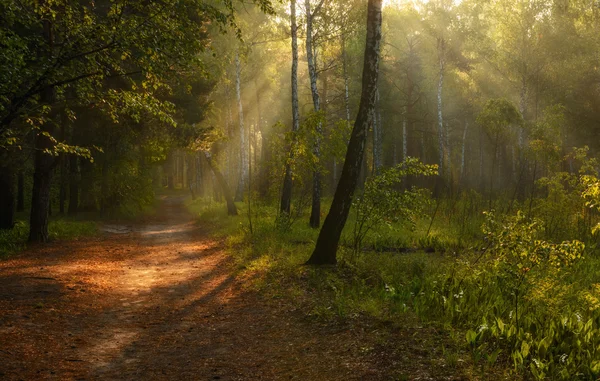 En promenad i morgon trä — Stockfoto