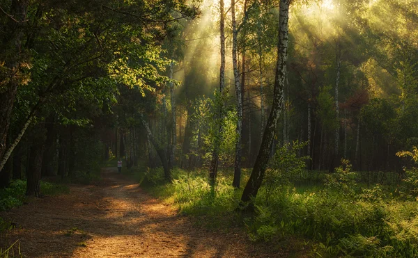 Прогулка по утреннему лесу — стоковое фото