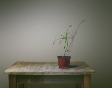 Yalnız bir bitki ile natürmort. Vintage.