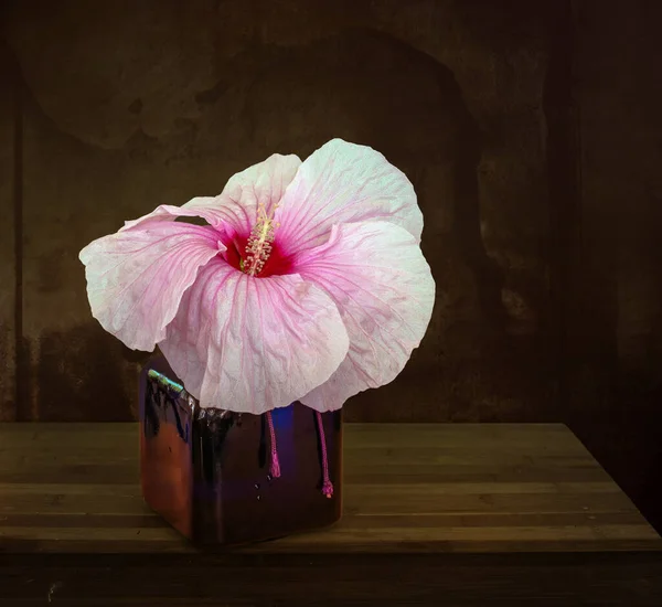 Hibiscus flower. Minimalism. Vintage.