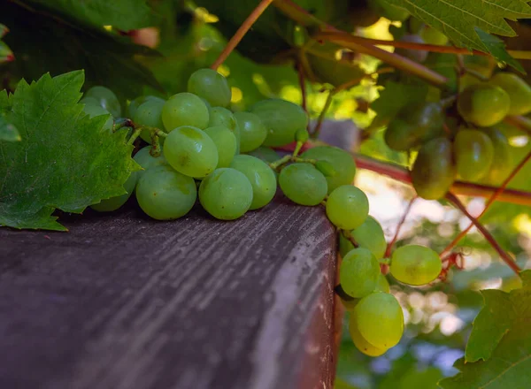 Racimo Uvas Bayas Maduras Sabrosas Vid —  Fotos de Stock