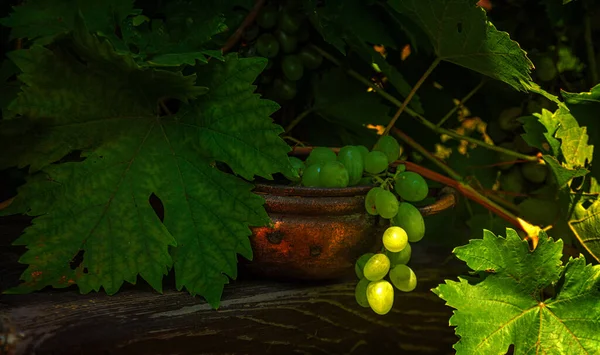 Ein Traubenstrauß Reife Schmackhafte Beeren Weinstock — Stockfoto