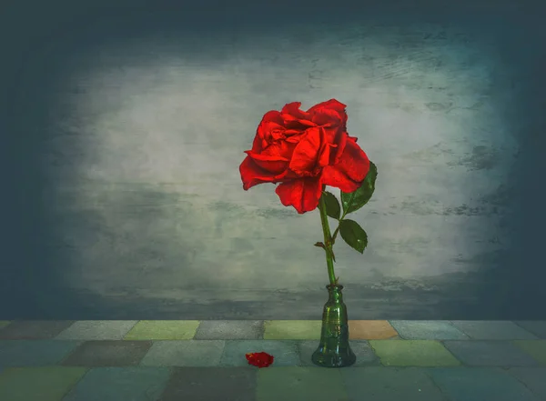 Rosa Vermelha Uma Flor Minimalismo — Fotografia de Stock