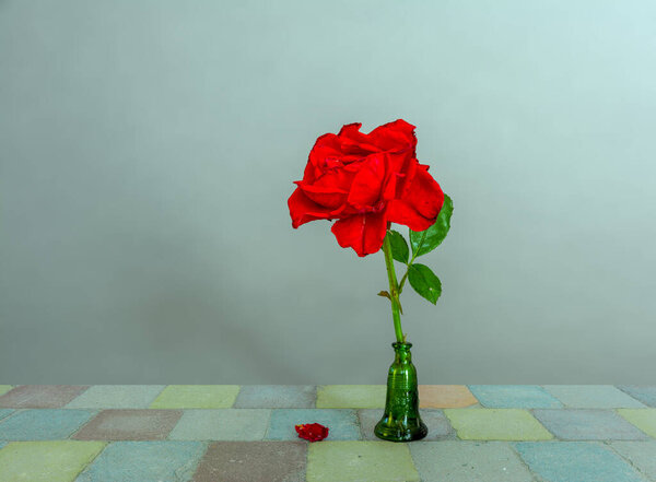 Red rose. One flower. Minimalism.