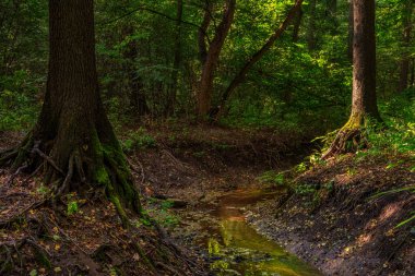 Ağaçların arasından bir orman deresi akıyor. Peyzaj.