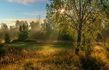 Güneş ışınlarıyla güzel bir sonbahar sabahı. Doğada yürü. Peyzaj.