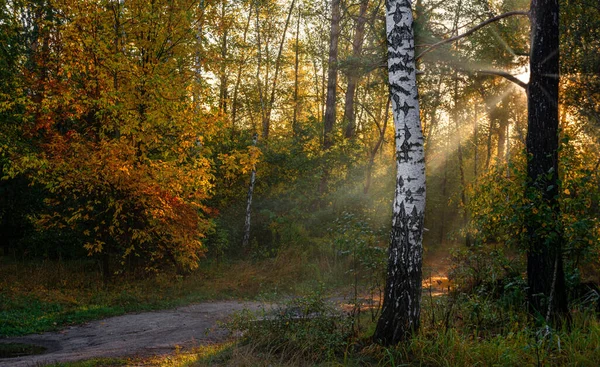 Nice autumn morning with sunbeams. Walk in nature. Landscape.