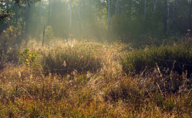 Sabah erkenden. Örümcek ağı güneşte parıldıyor. Düş.