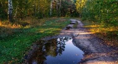 Ormanda sabah oldu. Yağmurdan sonra güzel güneşli hava. Güneş su birikintilerinde parlıyor. Düş.