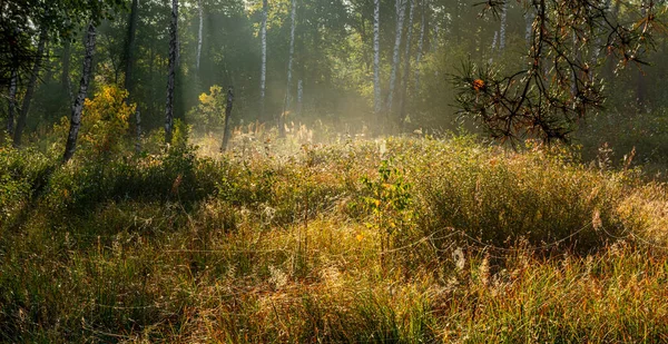 Früh Morgens Das Spinnennetz Glitzert Der Sonne Sturz — Stockfoto