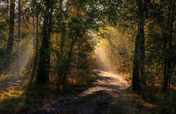 Buongiorno Nella Foresta Bel Tempo Soleggiato Raggi Del Sole Fanno — Foto Stock