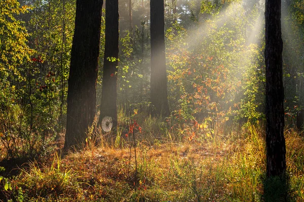 Tôt Matin Toile Araignée Brille Soleil Chute — Photo