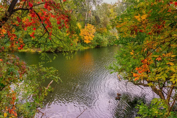 Jezioro Jest Otoczone Pięknymi Jesiennymi Drzewami — Zdjęcie stockowe