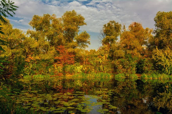 호수는 아름다운 나무들로 둘러싸여 — 스톡 사진