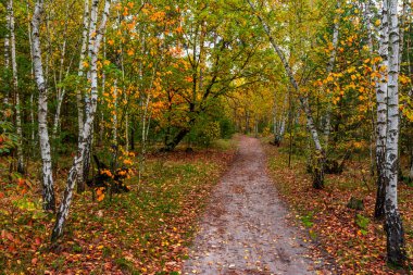 Orman sonbahar renkleriyle süslenmiştir. Yürüyüş. Sonbahar ormanında yürü.