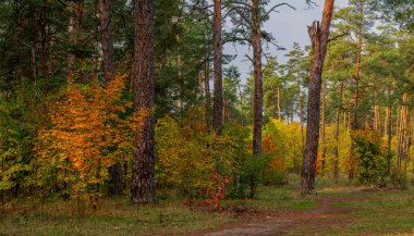 Sonbaharın başlangıcı. Ağaçlar parlak sonbahar renkleriyle boyanmıştır. Doğanın güzelliği. Yürüyüş.