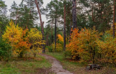 Sonbaharın başlangıcı. Ağaçlar parlak sonbahar renkleriyle boyanmıştır. Doğanın güzelliği. Yürüyüş.