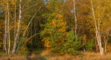 Sonbaharın başlangıcı. Ağaçlar parlak sonbahar renkleriyle boyanmıştır. Doğanın güzelliği. Yürüyüş.