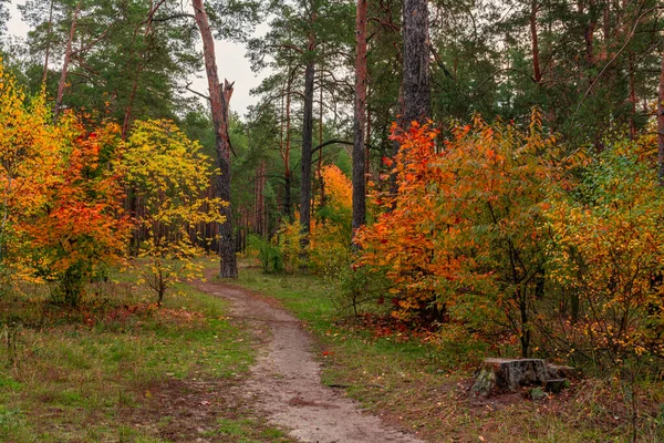 Begin Van Herfst Bomen Zijn Geschilderd Heldere Herfstkleuren Schoonheid Van — Stockfoto