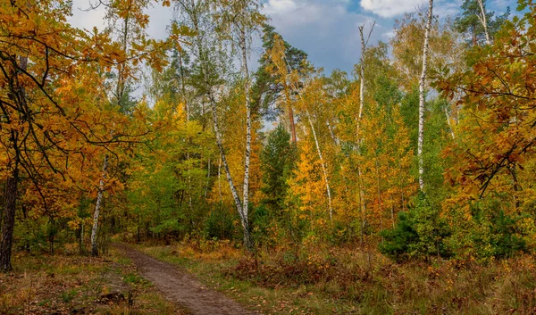 Början Hösten Träden Målade Ljusa Höstfärger Naturens Skönhet Vandring — Stockfoto