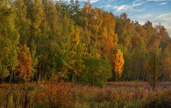 Början Hösten Träden Målade Ljusa Höstfärger Naturens Skönhet Vandring — Stockfoto