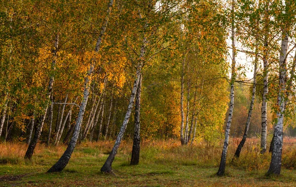 Början Hösten Träden Målade Ljusa Höstfärger Naturens Skönhet Vandring — Stockfoto