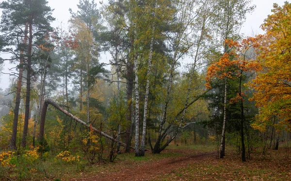 Mistige Herfstochtend Bomen Zijn Geschilderd Heldere Herfstkleuren Schoonheid Van Natuur — Stockfoto