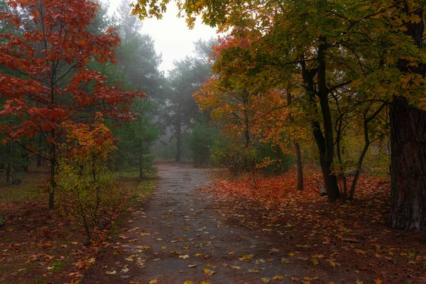 Foggy Manhã Outono Árvores São Pintadas Cores Brilhantes Outono Beleza — Fotografia de Stock