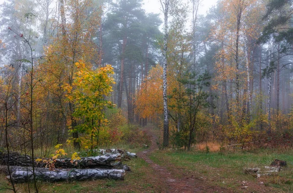 Mistige Herfstochtend Bomen Zijn Geschilderd Heldere Herfstkleuren Schoonheid Van Natuur — Stockfoto